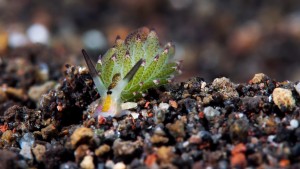 Sheep Nudi